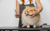 Female barber combing dog hair in beauty salon