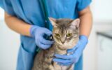 Female veterinarian doctor is examining a cat with stethoscope