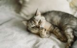 Gray Scottish Straight cat sleeping. Happy Pet