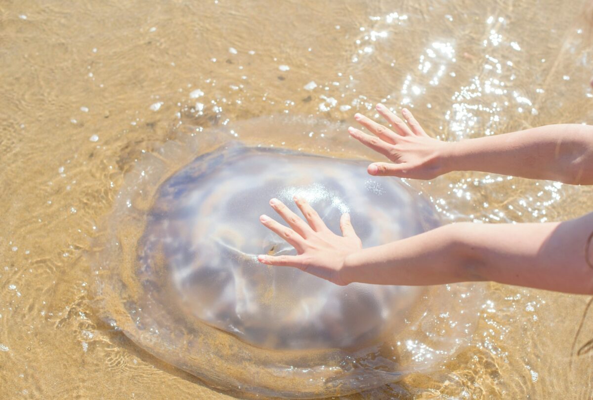 huge jellyfish on the beach