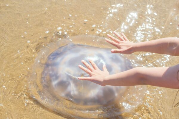 huge jellyfish on the beach