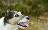 Jack Russell