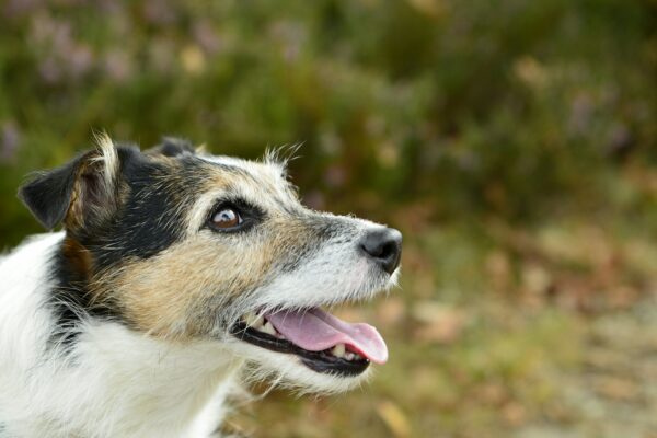Jack Russell