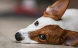 Jack Russell dog lies on the floor in an apartment