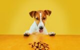 Jack Russell terrier dog eat meal from a table