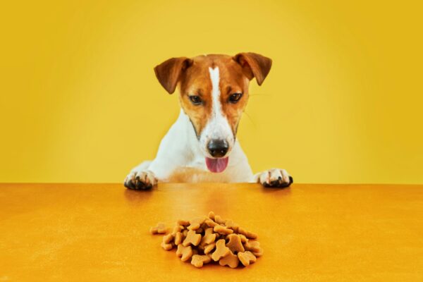 Jack Russell terrier dog eat meal from a table