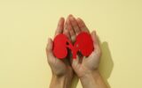Kidneys in hands on a light, yellow background.