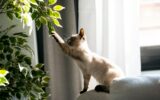 Little siamese kitten sitting on couch under green plant and playing with paw at home.