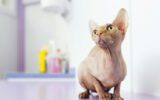 Portrait of beautiful sphynx cat.