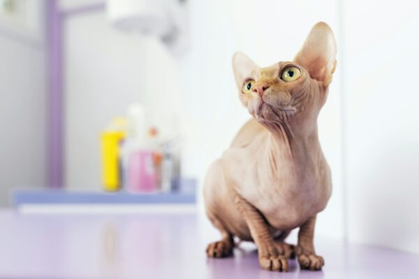 Portrait of beautiful sphynx cat.