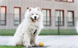 Purebred, white dog walks on the street, playing with a ball.