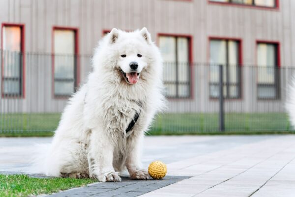 Purebred, white dog walks on the street, playing with a ball.