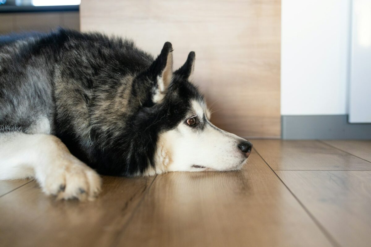 Sad Siberian Husky dog lying on the wooden floor at home