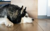 Sad Siberian Husky dog lying on the wooden floor at home