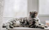Scottish fold cat on the window