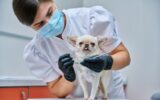 Small chihuahua dog being examined by a dentist doctor in a veterinary clinic. Pets, medicine, care