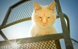 sunset cat