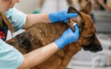 the groomer thoroughly wipes the ears of a shepherd dog with cotton wool in a professional pet care