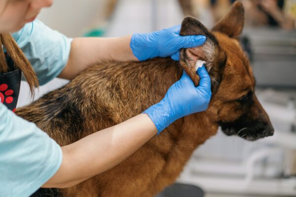 the groomer thoroughly wipes the ears of a shepherd dog with cotton wool in a professional pet care