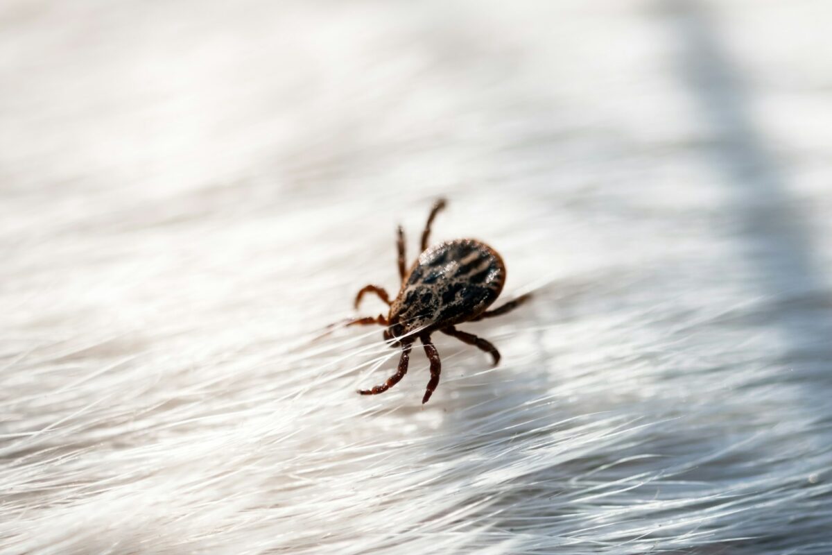 Tick mite arachnid parasite insect on white dog hair