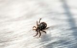 Tick mite arachnid parasite insect on white dog hair