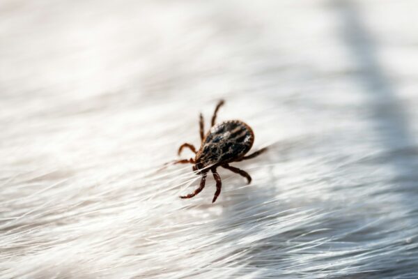 Tick mite arachnid parasite insect on white dog hair