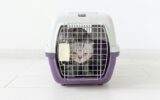 Travel with pet - Grey scottish fold cat inside a carrier box