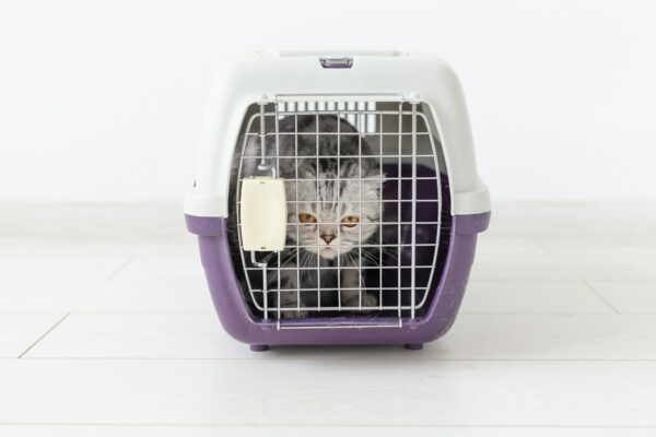 Travel with pet - Grey scottish fold cat inside a carrier box
