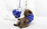 Veterinarian introduces eye drops to a beautiful little kitten with conjunctivitis