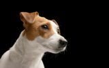 beautiful dog Jack Russell terrier on a black background, dog portrait
