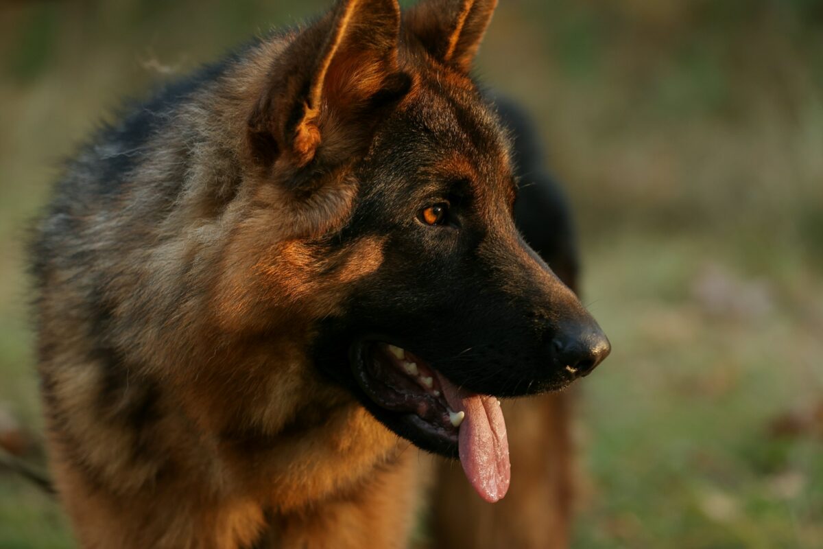 Close up portrait of happy friendly adult black and tan German Shepherd dog with open mouth