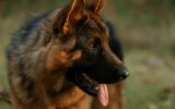 Close up portrait of happy friendly adult black and tan German Shepherd dog with open mouth