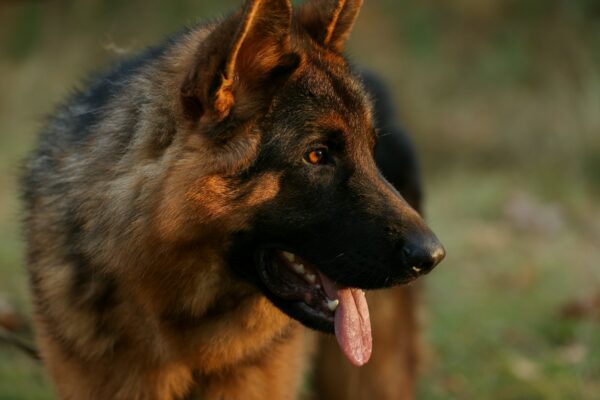 Close up portrait of happy friendly adult black and tan German Shepherd dog with open mouth