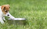Dog food, feeding concept - hungry dog puppy