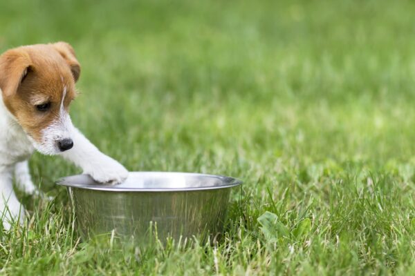 Dog food, feeding concept - hungry dog puppy