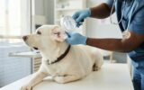 Gloved hands of veterinarian with magnifying glass examining ears of dog