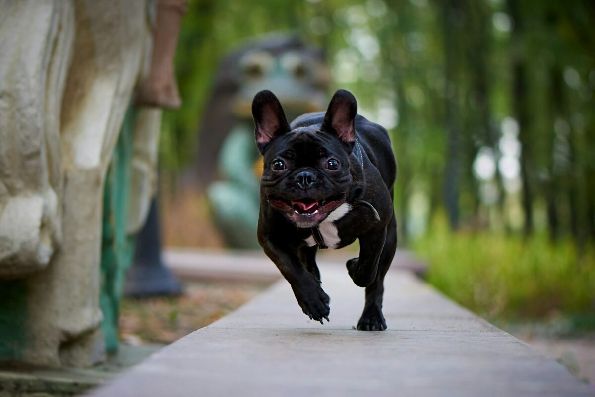 Running french bulldog on a walk