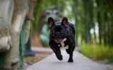 Running french bulldog on a walk