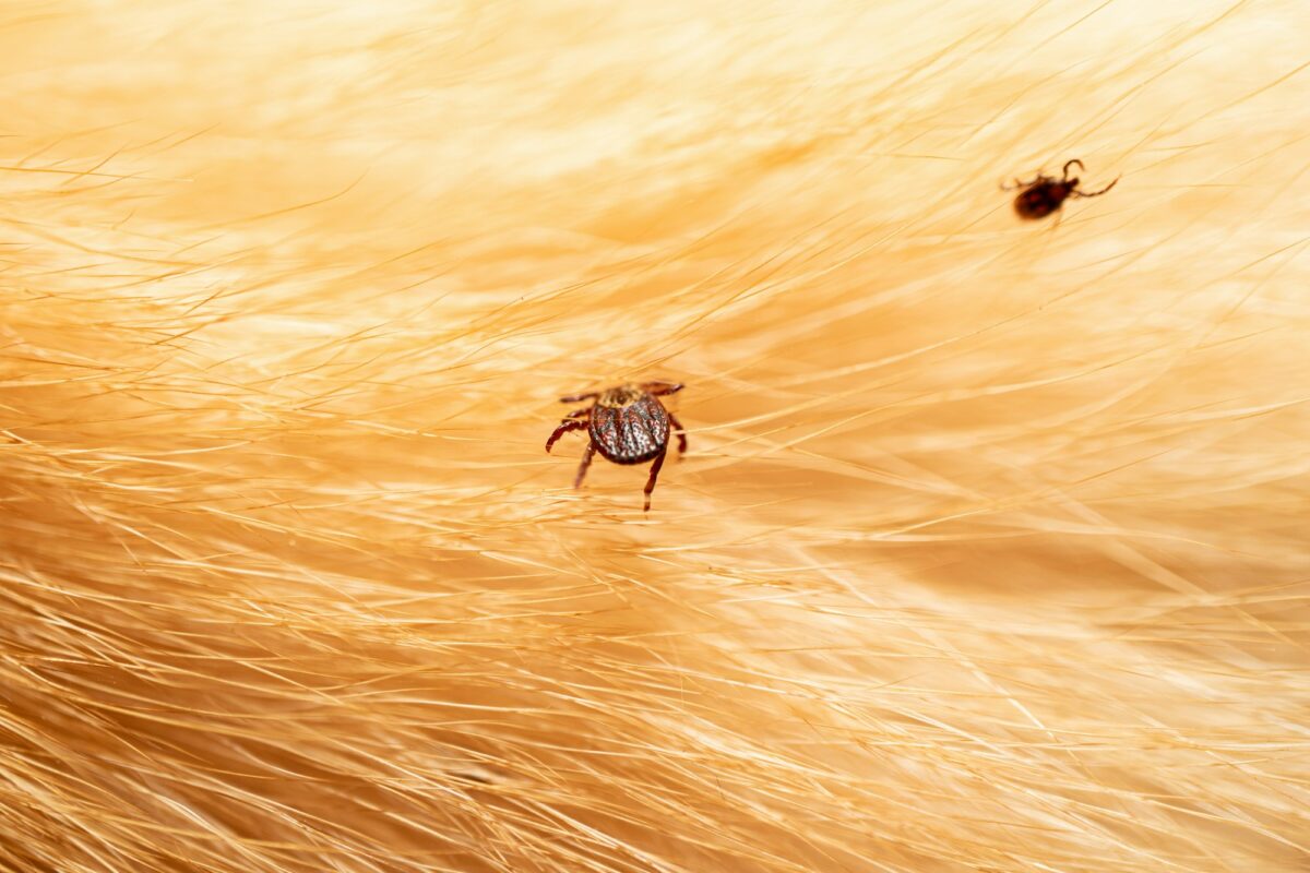 Ticks on dog hair. Ticks sucking dog blood. Dangerous insect mite, encephalitis, lyme disease