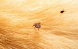 Ticks on dog hair. Ticks sucking dog blood. Dangerous insect mite, encephalitis, lyme disease