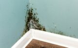 Black mould on wall closeup