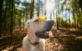 Happy dog in autumn forest