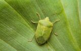 Macro photo. A smelly green bedbug on a leaf. A small depth of field.