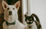 A cat and a dog together