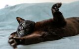a cute black cat playing over bed with blue background