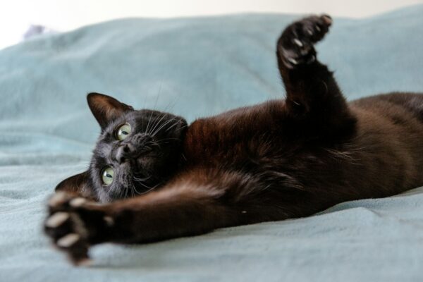 a cute black cat playing over bed with blue background