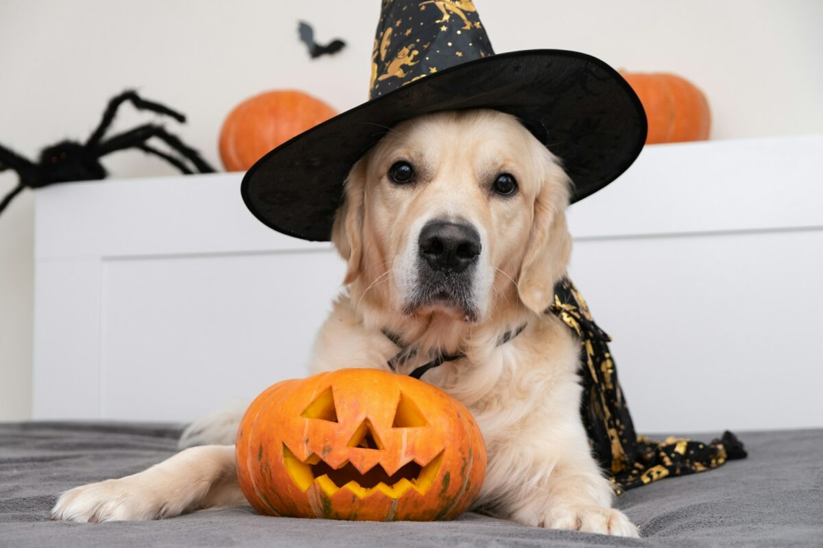 A dog dressed as a witch for Halloween.