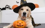 A dog dressed as a witch for Halloween.