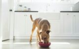 A dog enjoying a meal in a bright kitchen