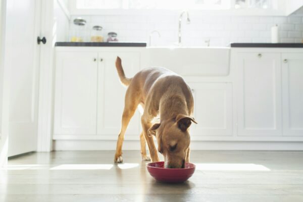 A dog enjoying a meal in a bright kitchen